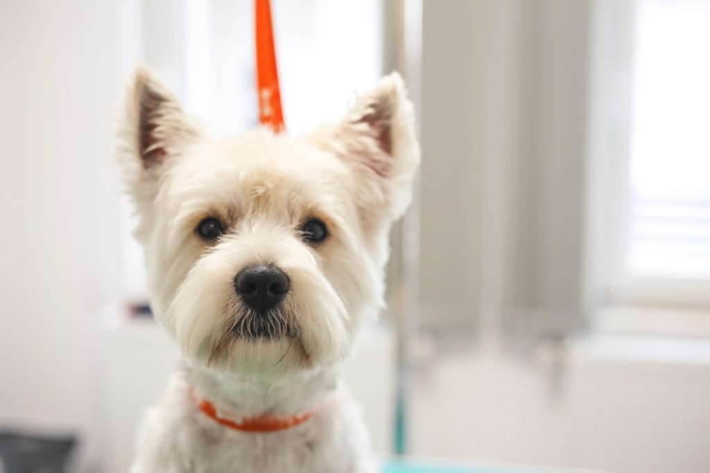 Westie Puppy Cut Westie Head Grooming West Highland Terrier Grooming