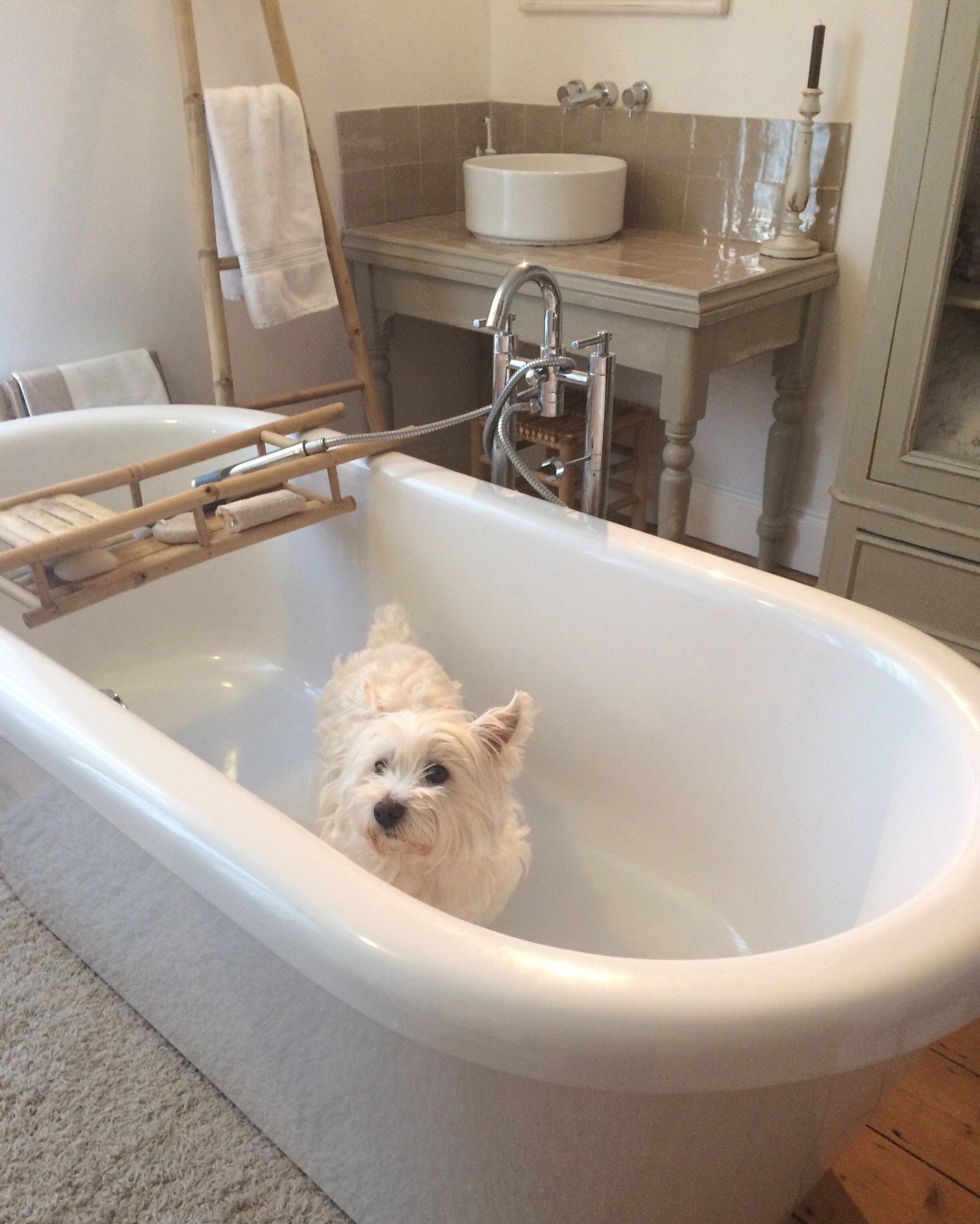 westie bath