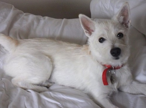 westie jack russell mix