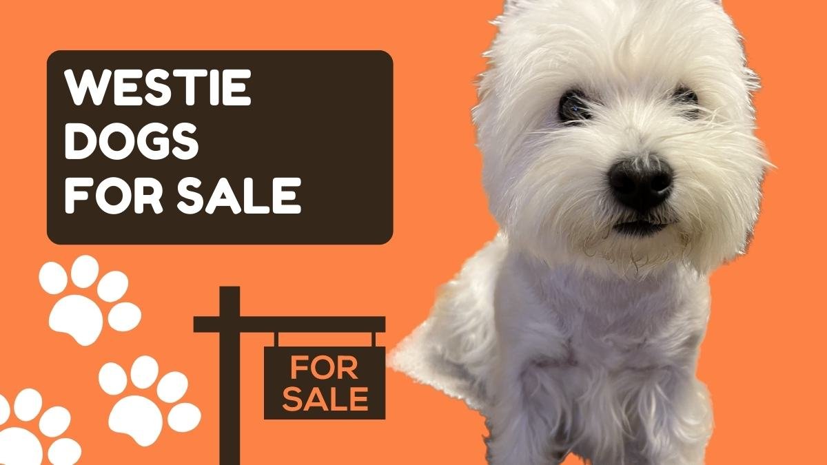 westie dogs for sale
