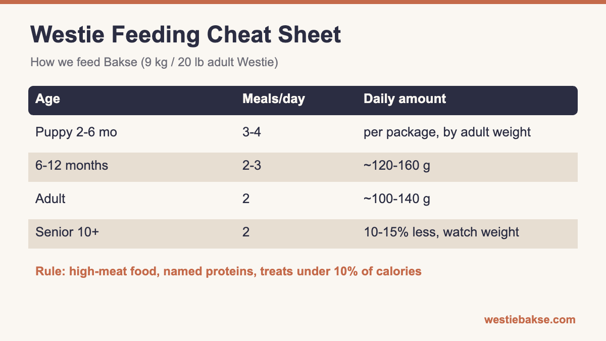 Infographic: Westie feeding chart by age - meals per day and daily amounts for puppy, adult and senior