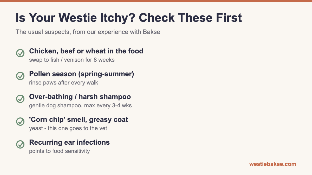Infographic checklist of common Westie itchy skin triggers - food ingredients, pollen, over-bathing, yeast, ear infections